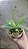 PHALAENOPSIS " TYING SHIN BLUE JAY " - Imagem 3