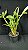 DENDROBIUM THYRSIFLORUM - Imagem 2