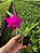 Cattleya Isabelle Stone - Adulta - Imagem 1