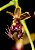 PHALAENOPSIS DIFFORMIS - Imagem 1
