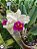 RLC TOSHIE AOKI X RLC GEORGE KING - Imagem 1