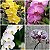 KIT COM 4 PHALAENOPSIS HIBRIDAS - Imagem 1