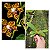 Phalaenopsis hygrochila - Imagem 1