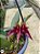 Bulbophyllum Phalaenopsis x Frostii - Imagem 1