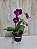 PHALAENOPSIS MIKI SAKURA - Imagem 2