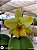 CATTLEYA NELL HAMMER - Imagem 1