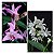 dendrobium kingianum 2 UNIDADES - Imagem 1