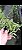 Dendrobium pierardii X Den. Primulinum X Den. Primulinun - Imagem 2