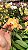 PHALAENOPSIS " PAPAGAIO " - Imagem 2
