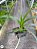 VANDA MERRILLII SPOT PLANTA ADULTA - Imagem 2