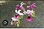 Calanthe vestita - Imagem 1