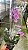 Phalaenopsis Taisuco Anna (Phalaenopsis Orelha de Elefante) - Imagem 2