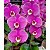 Phalaenopsis Taisuco Anna (Phalaenopsis Orelha de Elefante) - Imagem 1