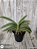 Phal. Chia E Yenlin ( VARIEGATA ) - Imagem 4