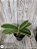 Phal. Chia E Yenlin ( VARIEGATA ) - Imagem 3