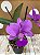 CATTLEYA WALKERIA  GNOMUS X SANO  PLANTA ADULTA (( PRODUTO ANUNCIADO )) - Imagem 1