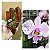 Phalaenopsis schilleriana " MSH " MUDA  ( NÓ DE PINHO ) - Imagem 1
