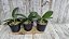 PHALAENOPSIS HIBRIDAS DIVERSAS CORES KIT COM 5 UNIDADES - Imagem 2