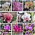 PHALAENOPSIS HIBRIDAS DIVERSAS CORES KIT COM 5 UNIDADES - Imagem 1