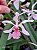Holcoglossum subulifolium x rhyncostolis gigantea ( pink ) - Imagem 1