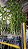 Epidendro schomburgkia X Epidendro Calanthus verde - Imagem 2