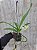 Rhynchostylis Retusa  Alba  planta adulta - Imagem 1