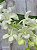 Rhynchostylis Retusa  Alba  planta adulta - Imagem 2