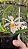 Holcoglossum subulifolium X gastrochilus bellinus - Imagem 1