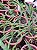 Holcoglossum Amesianum planta adulta - Imagem 2