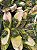 ANGRAECUM DIDIERI - Imagem 3