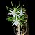 ANGRAECUM DIDIERI - Imagem 1
