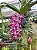 Rhynchostylis Retusa gigantea Red com pequenas avarias nas folhas - Imagem 1