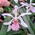 kit de orquideas #2 ( ver descrição ) - Imagem 3
