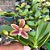 kit de orquideas #2 ( ver descrição ) - Imagem 6