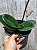kit de orquideas #3( ver descrição ) - Imagem 5