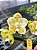 PHALAENOPSIS YAPHON LOVE SONG " LUFA" - Imagem 1
