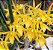BRASSANTHE SUNNY DELIGHT ( ADULTA ) - Imagem 1