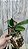 PHALAENOPSIS ESPECIOSA X EQUESTRE ROSEA ((( COM AVARIAS ))) - Imagem 1