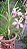 Holcoglossum Lingulatum x Vanda Limbata - Imagem 2