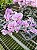 PHALAENOPSIS SCHILLERIANA " PRATA " SELECT - Imagem 1