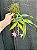 DENDROBIUM PENDULUM ( PLANTA ADULTA ) - Imagem 1
