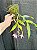 DENDROBIUM PENDULUM ( PLANTA ADULTA ) - Imagem 2