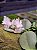 phalaenopsis thailandica PLANTA ADULTA - Imagem 2