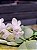 phalaenopsis thailandica PLANTA ADULTA - Imagem 1