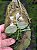 phalaenopsis thailandica PLANTA ADULTA - Imagem 3