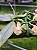 Phalaenopsis Thailandica Forma  Albesces   PLANTA ADULTA - Imagem 1