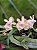 Phalaenopsis Thailandica Forma  Albesces   PLANTA ADULTA - Imagem 2