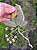 Phalaenopsis Thailandica Forma  Albesces   PLANTA ADULTA - Imagem 3
