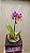 PHALAENOPSIS " AURORA BOREAL " - Imagem 1