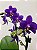 PHALAENOPSIS " AURORA BOREAL " - Imagem 1